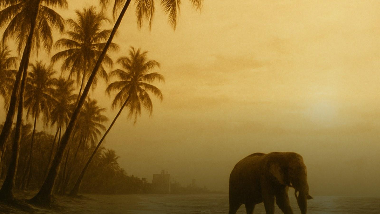 Warm golden light over early Miami Beach sand and palms